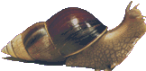 Achatina snail