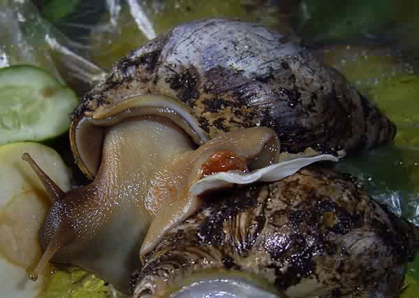 Snail in hibernation