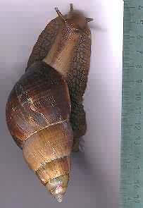 Restoration Shell