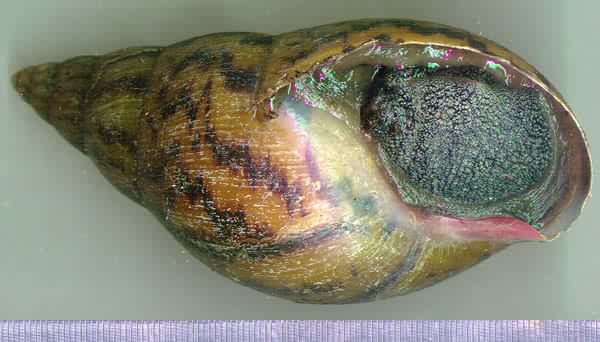 Achatina achatina snail