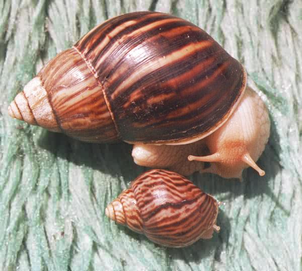 Взрослая и young Snails A. immaculata