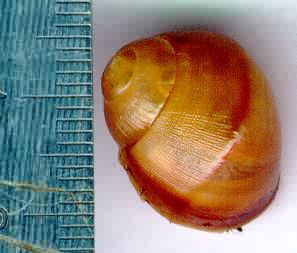 Newborn  Snail Archachatina marginata.