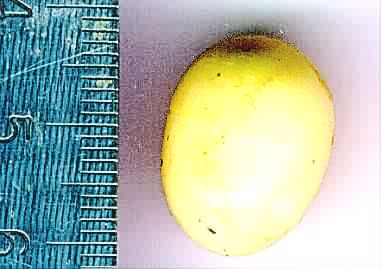 Egg  Snails Archachatina marginata.