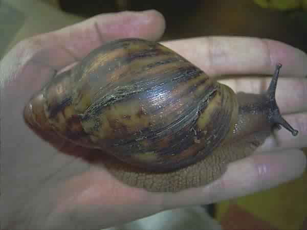 Young  Snail