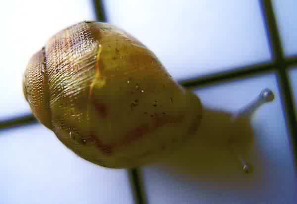 Newborn  Snails Achatina achatina