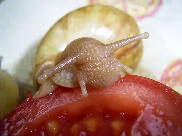Achatina fulica rodatzi (albino shell)