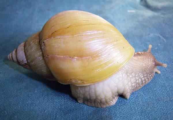 Achatina fulica rodatzi (albino shell)