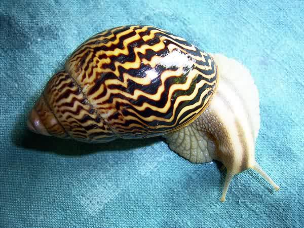 snail ahain varicoza)