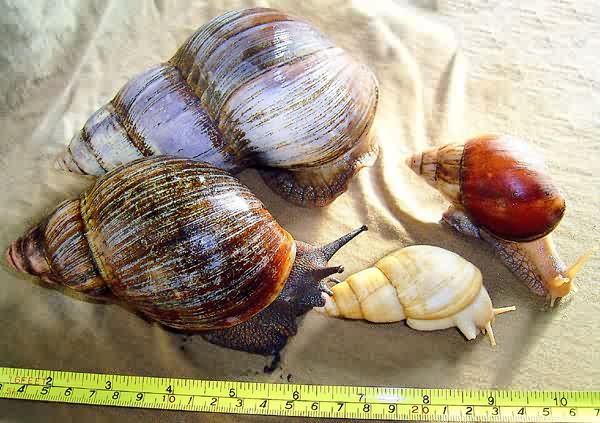 4 species of Achatina snails