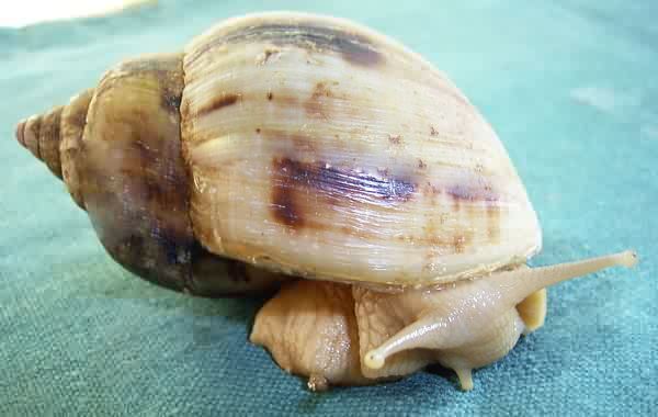 Achatina albopicta snail