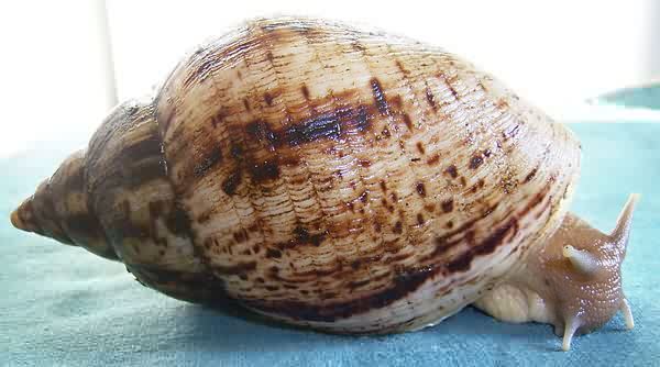 Achatina reticulata snail