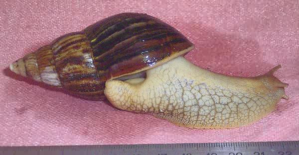 Achatina panthera (striped form)