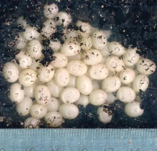 Яйца A. immaculata
