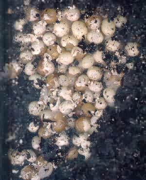 eggs